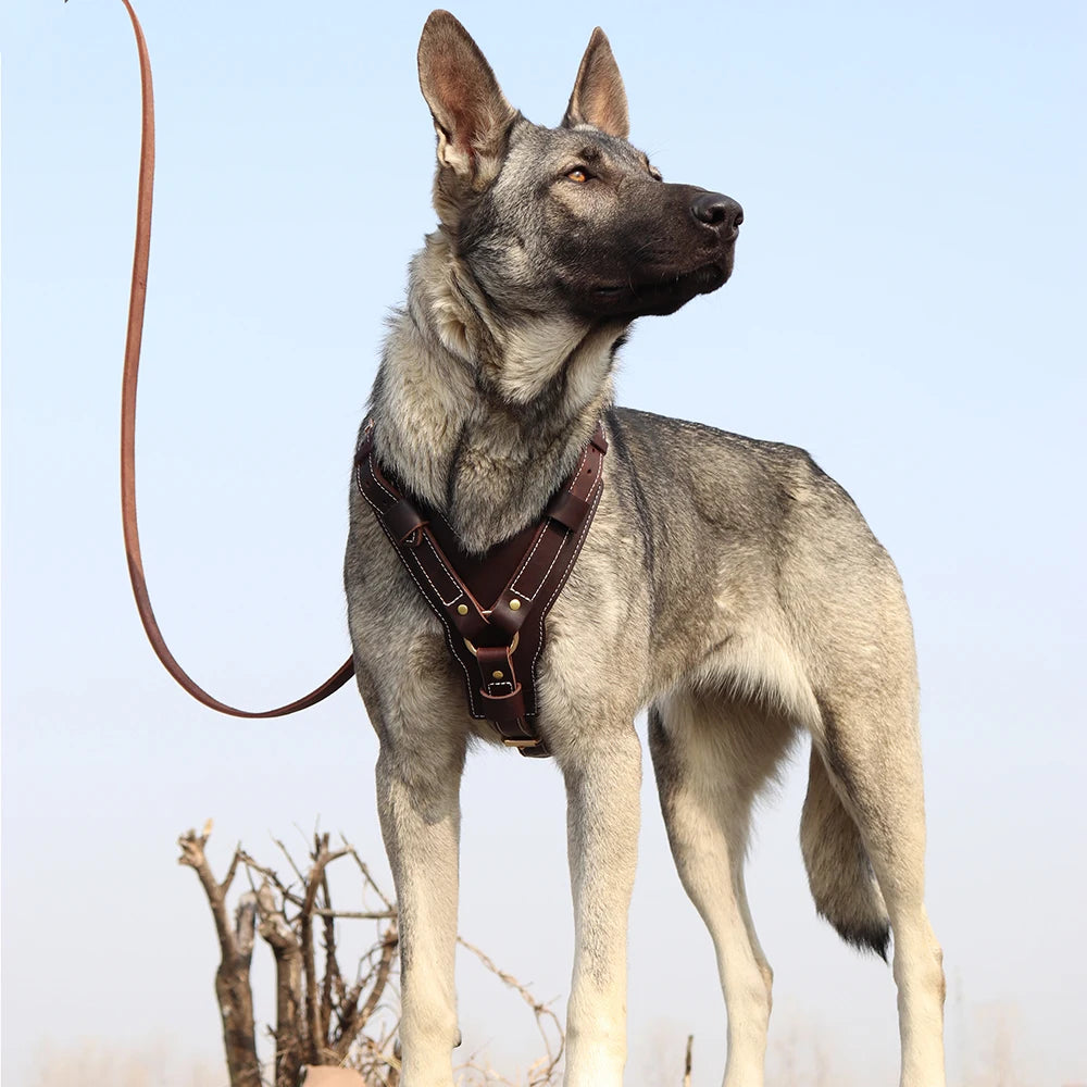 Genuine Leather Dog Vest Harness