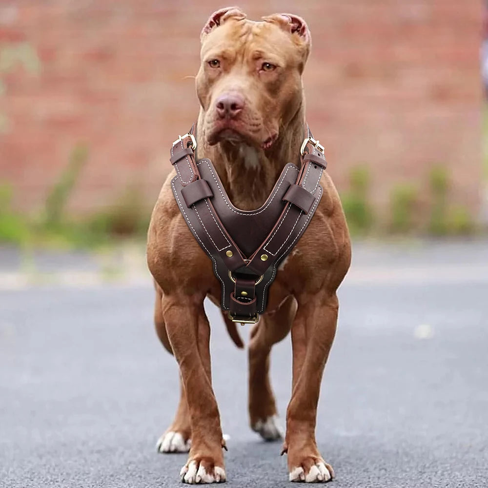 Genuine Leather Dog Vest Harness