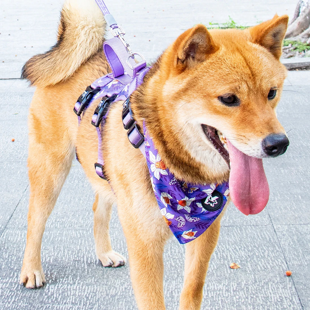 Adjustable Dog Chest Harness