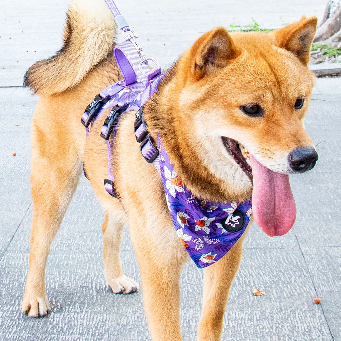 Adjustable Dog Chest Harness